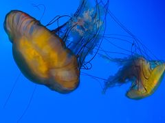 -太平洋海底世界