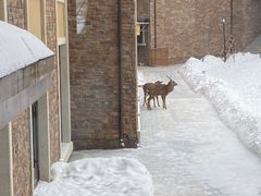 -长白山华美胜地滑雪场