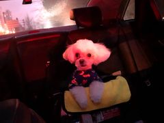 -Oh My Dog宠物沙龙(伊珊娜皮毛护理店)