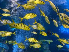 -太平洋海底世界