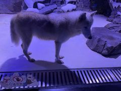 -上海海昌海洋公园-冰山北极馆