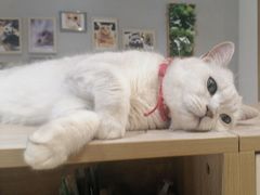 -藏猫猫咖啡主题馆(中央大道店)