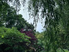 -上海共青森林公园