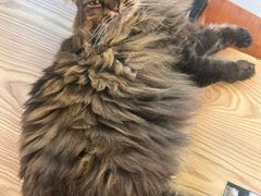 -豆逗聊愈猫阁Easy Life