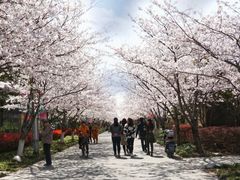 -高东镇樱花园