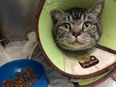 -安安宠医·安宠宠物医院