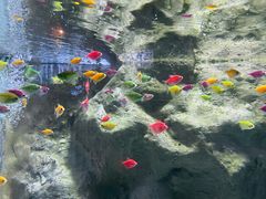 -苏州海洋馆