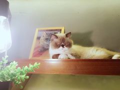 -喵园·猫主题咖啡厅·撸猫·猫咖(国贸店)