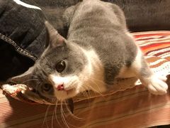 -猫大福·Fortune Cat猫舍(百子湾店)