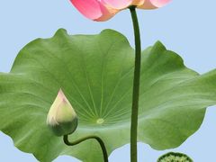 -泉儿头杂碎·清真(城东总店)