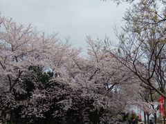 -嘉定紫藤园
