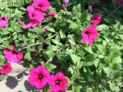 -北京大学肿瘤医院