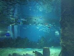 -北戴河圣蓝海洋公园