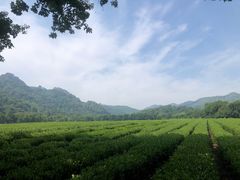 -中国茶叶博物馆(双峰馆区)