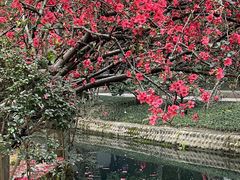 -棠湖公园