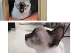 -Heymao猫咖.咖啡厅(东门店)