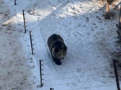 -青藏高原野生动物园