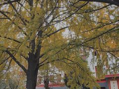 -四川大学(望江校区)