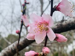 -顾村公园