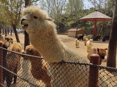 -大连森林动物园