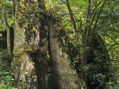-山王坪喀斯特国家生态公园