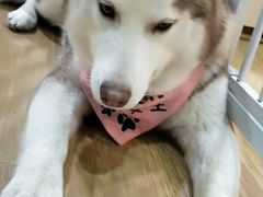 -Husky Go! 哈士奇体验馆·宠物咖啡厅狗咖