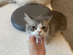 -飞行喵MR PILOT|猫舍·猫咖(静安大融城店)