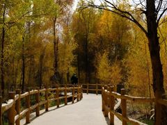 -金塔沙漠胡杨林景区