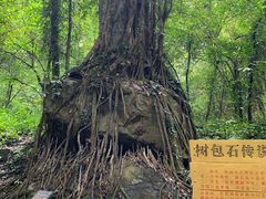 -莫里热带雨林景区