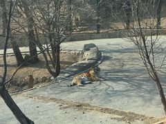 -大连森林动物园