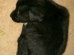 -瑞鹏宠物医院·爱宠堂·骨外专科(西荷分院)