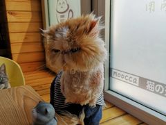 -猫的茶·猫咖