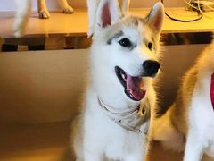 -Husky Go! 哈士奇体验馆·宠物咖啡厅狗咖