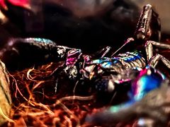 -酷以爬仙阁实体爬宠店·守宫·蜥蜴·专业繁育