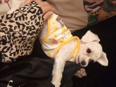 -more than meow吴止猫主题餐厅(承德 中船汇店)