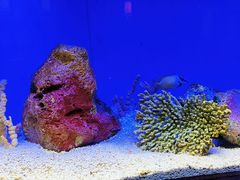 -上海海洋水族馆