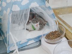 -糯米喵星人总部直营旗舰店·猫舍·幼猫出售