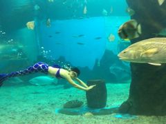 -北戴河圣蓝海洋公园