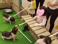 -麻涌飞鸭开心农场
