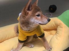 -逗柴咖啡屋·狗咖猫咖宠物桌游