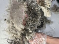 -嘉馨宠物医院·CT影像转诊·心脏科·犬猫全科诊疗中心(下沙大学城院区)