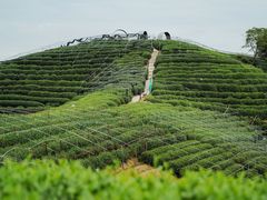 -龙坞茶村