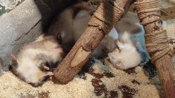 -Zoolung Zoolung动物主题公园(海信广场店)