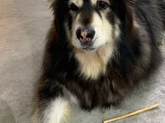 -more than meow吴止猫主题餐厅(承德 中船汇店)