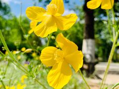 -永定河休闲森林公园