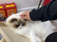 -爱洗澡的猫(天河路店)