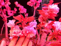 -仙海旅游度假区