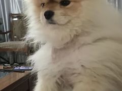 -北京观赏动物医院·24小时大型综合·猫专科·异宠专科