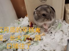 -钓仓鼠(洋桥北里小区店)