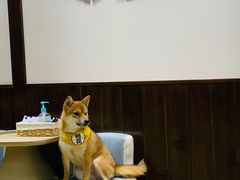 -逗柴咖啡屋·狗咖猫咖宠物桌游